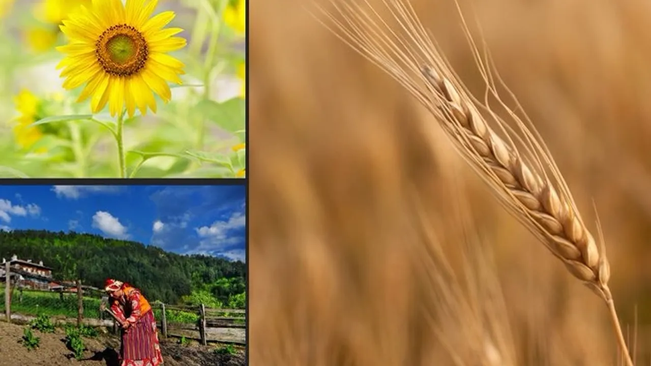 Türkiye tarımsal hasılada rekor kırdı! Tarımsal hasıla 70 milyar dolar sınırını aştı