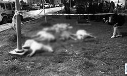 Ankara'da 16 sokak köpeği zehirlenerek öldürülmüştü; gözaltına alınan 3 zanlının serbest bırakılmasına savcılıktan itiraz geldi