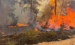 Bursa Orhaneli'deki orman yangını kontrol altında