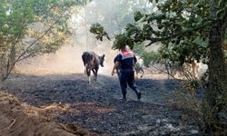 Edirne Jandarma, Lalapaşa'da yangında hayvanları kurtardı