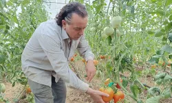 Hobi amaçlı kurduğu serada kavun boyunda domates üretiyor