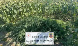 Edirne'de 27 bin kök kenevir imha edildi