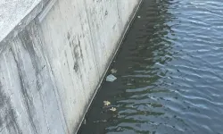 Gemlik’te su kaynakları bakımsızlıktan hastalık saçıyor