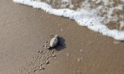 Mavi gönüllüleri Caretta Caretta’ları Akdeniz’le buluşturuyor