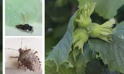 Kahverengi kokarca ile mücadele için Samuray arıları salındı