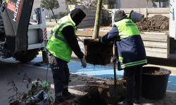 Sakarya'da yeşil’ dokunuşla şehrin çehresini değiştiriyor