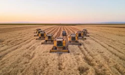 Karacabey TİGEM’den mısır hasadı ihalesi