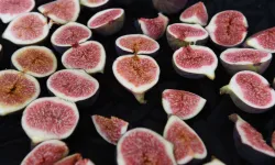 Bursa’nın dünyaca ünlü siyah incirleri Osmangazi’de yarıştı