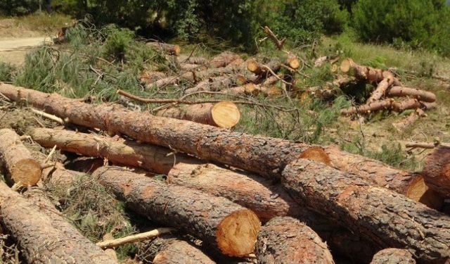 Bursa Kent Konseyi yüzlerce ağacın kesildiği Kestel'den seslendi: Ormanlarımız tarla değil!