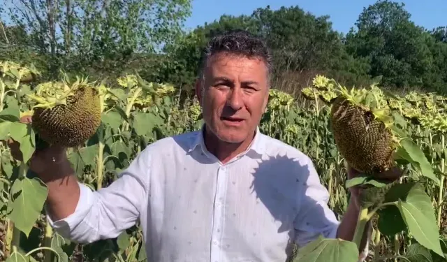 CHP’li Sarıbal’dan ayçiçeği üreticilerine destek çağrısı