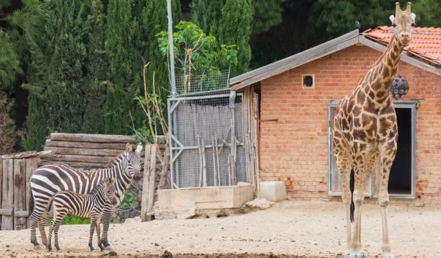 İzmir Doğal Yaşam Parkı'na 'kış' ayarı