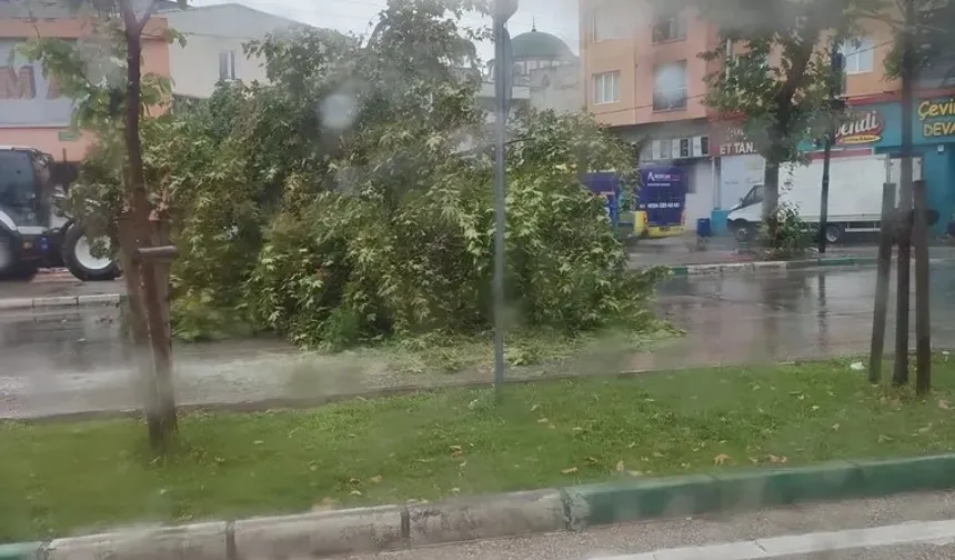 Bursa'da şiddetli yağış ağacı devirdi