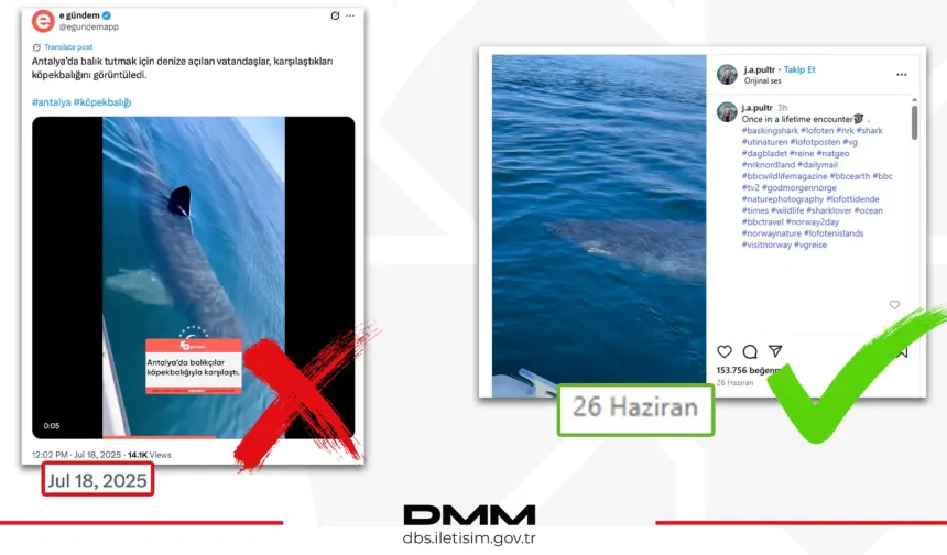 Antalya’da köpekbalığı iddiası dezenformasyon çıktı... DMM: O video Norveç’ten!