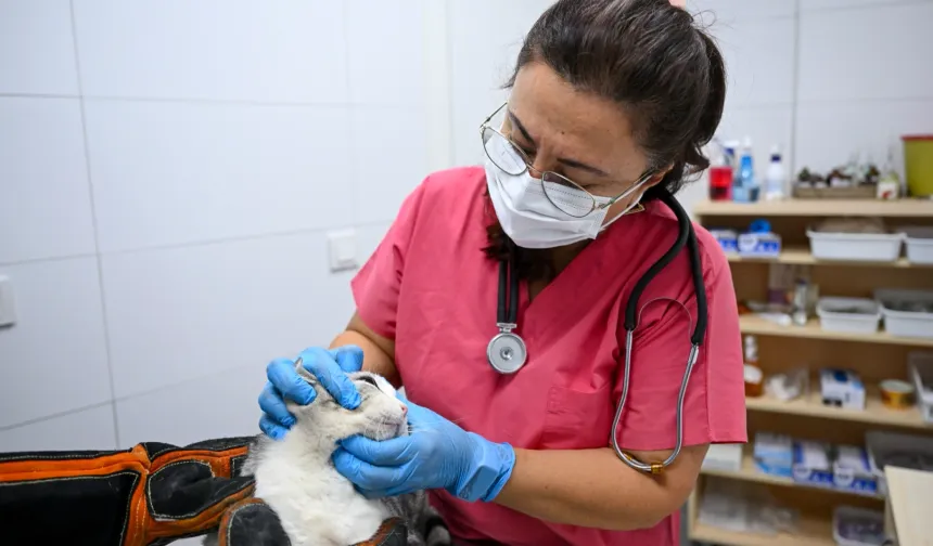 İzmir Bornova’da patili dostlara yeni yuva